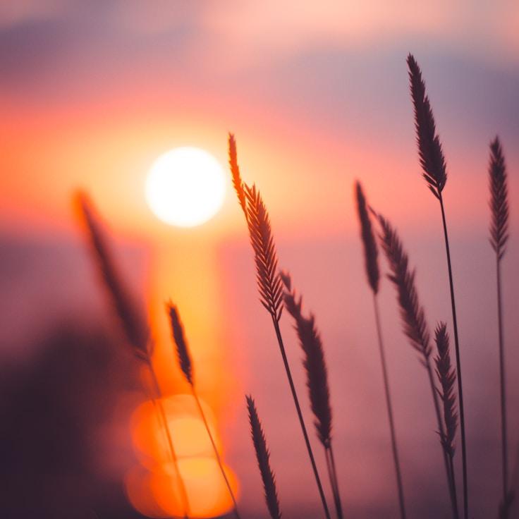 Alpine wilderness landscape